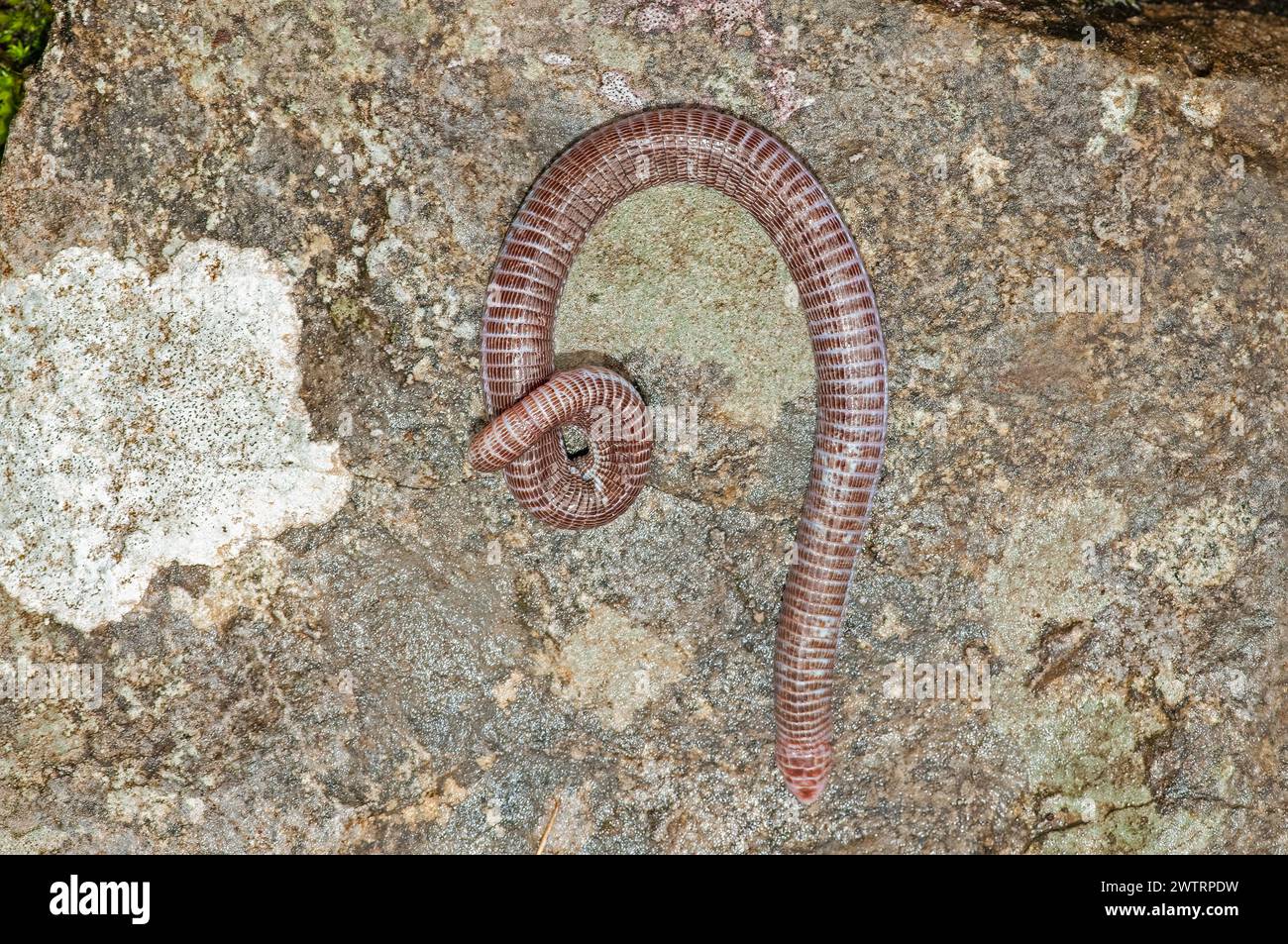 European blind snake in its natural habitat. Xerotyphlops vermicularis. Stock Photo