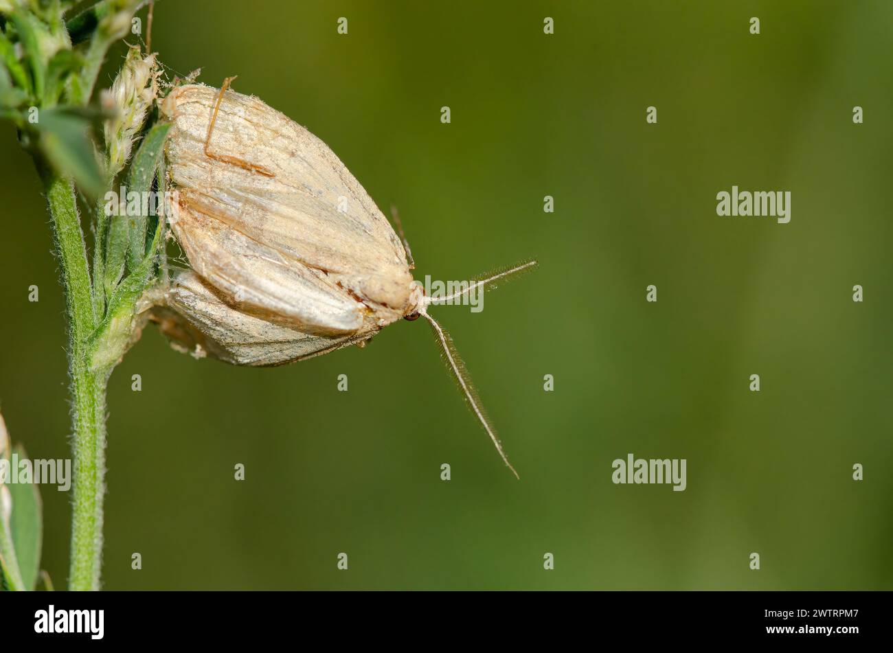 A moth on a plant leaf, green coloured background. Stock Photo