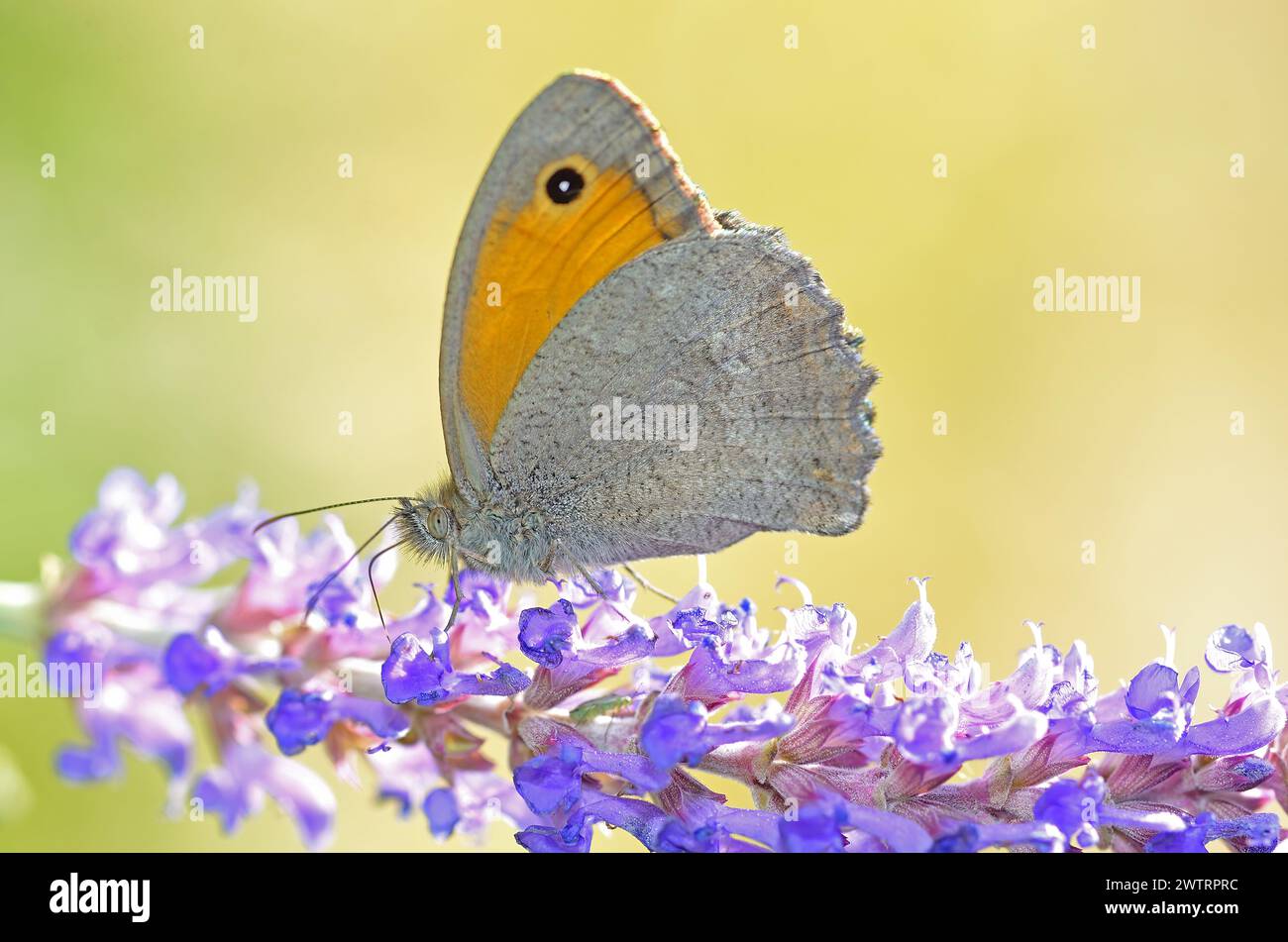 Butterfly on purple coloured flower. Dusky Meadow Brown, Hyponephele lycaon. Stock Photo