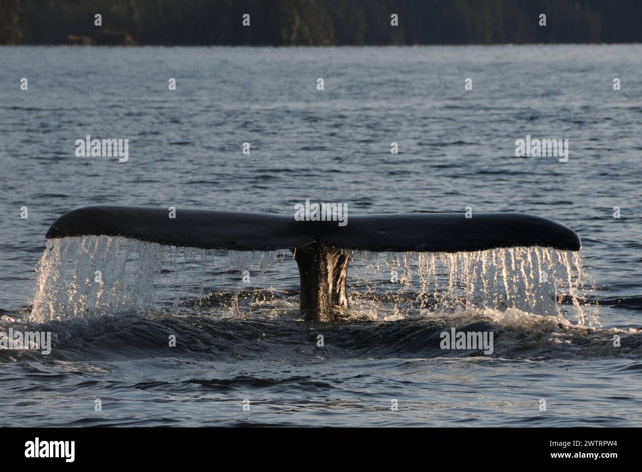 Tail of Humpback Whale (Megaptera novaeangliae), Prince William Sound, Alaska Stock Photo