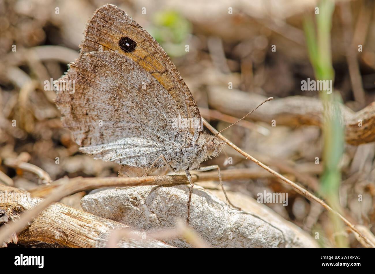 A butterfly camouflaged on a stone. Dusky Meadow Brown, Hyponephele lycaon. Stock Photo