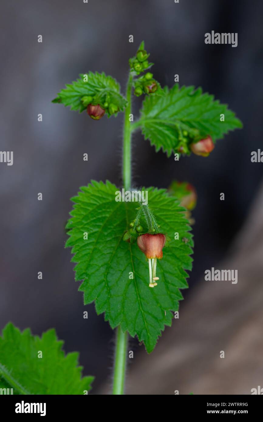 Plant with red flowers in nature. scrophularia vernalis Stock Photo