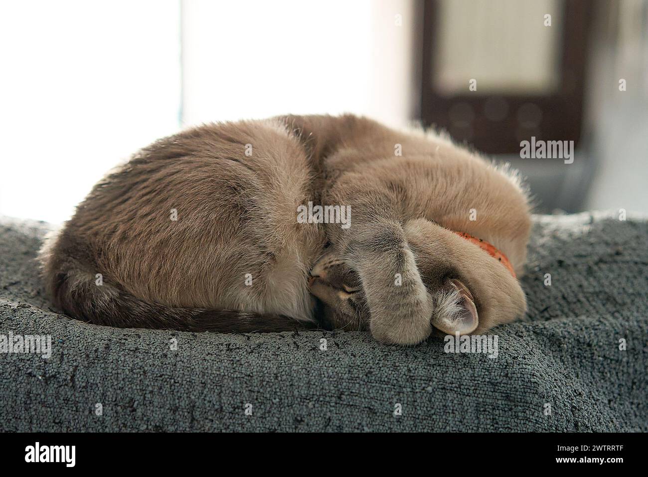 A sleeping cat peacefully rests on a bed with closed eyes Stock Photo
