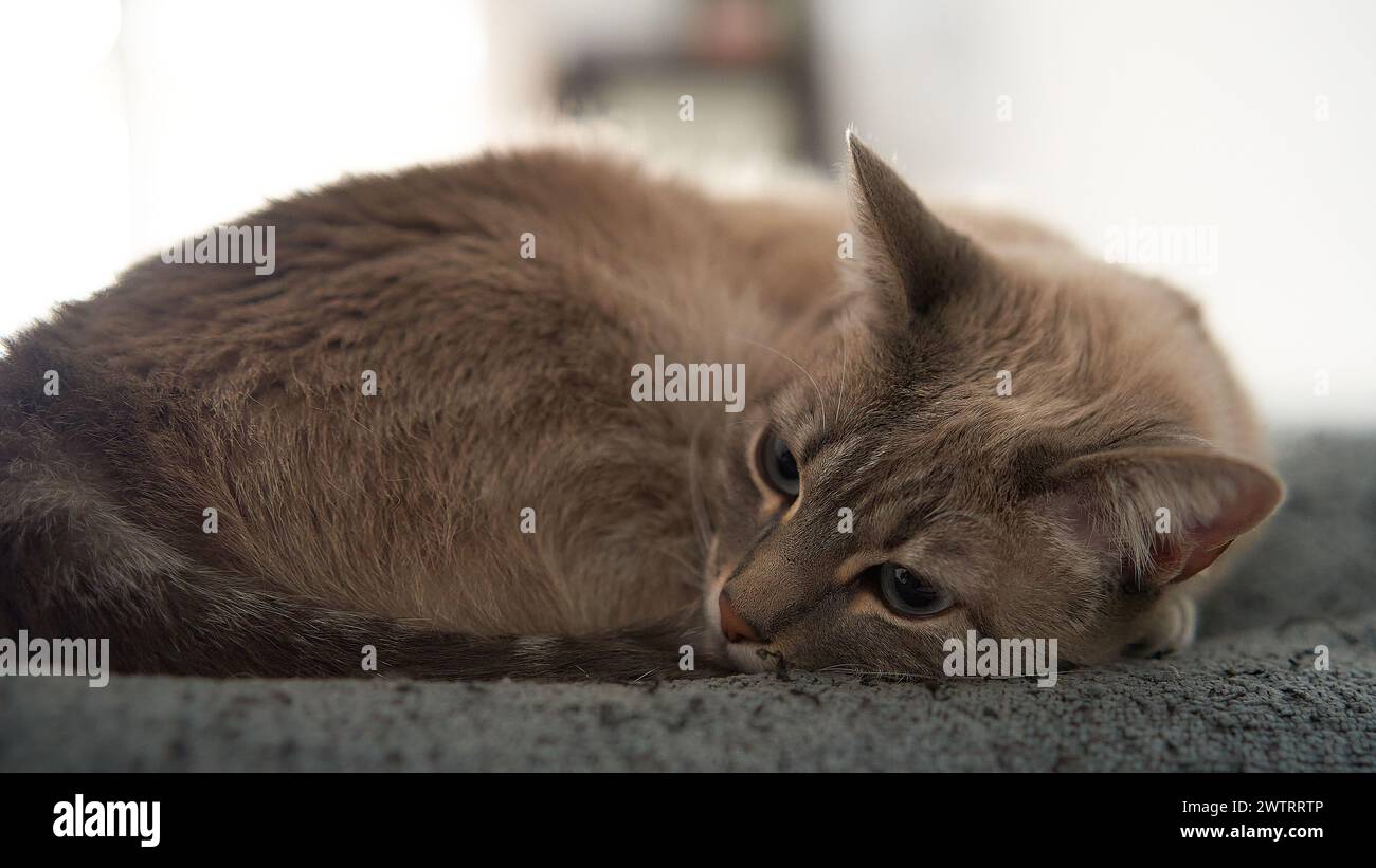 A sleeping cat peacefully rests on a bed Stock Photo
