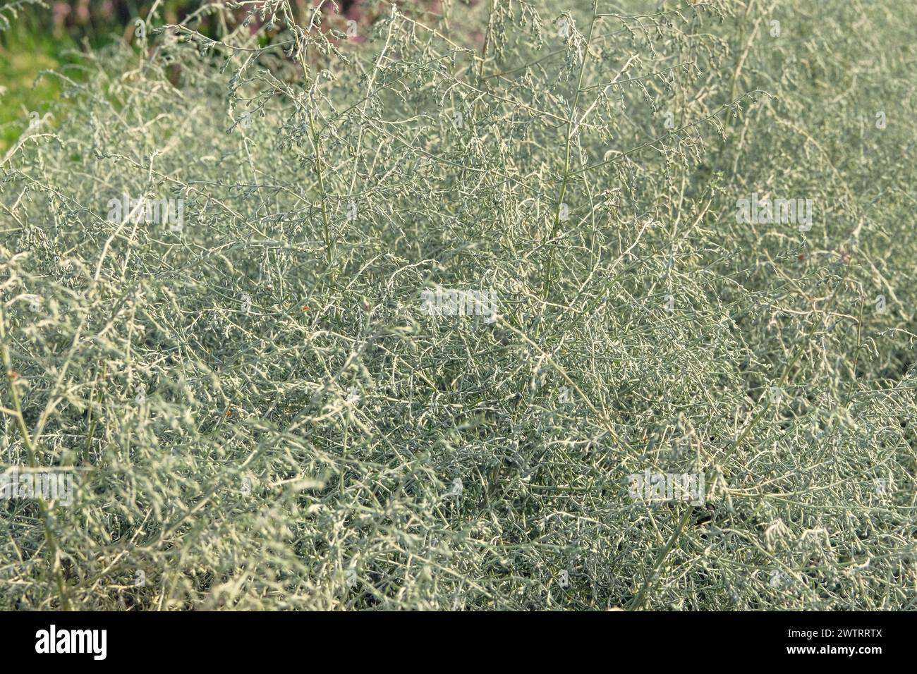 Asparagus albus grow in garden. Evergreen plant is growing outdoors. Farming and harvesting. Growing spices for further use. Stock Photo