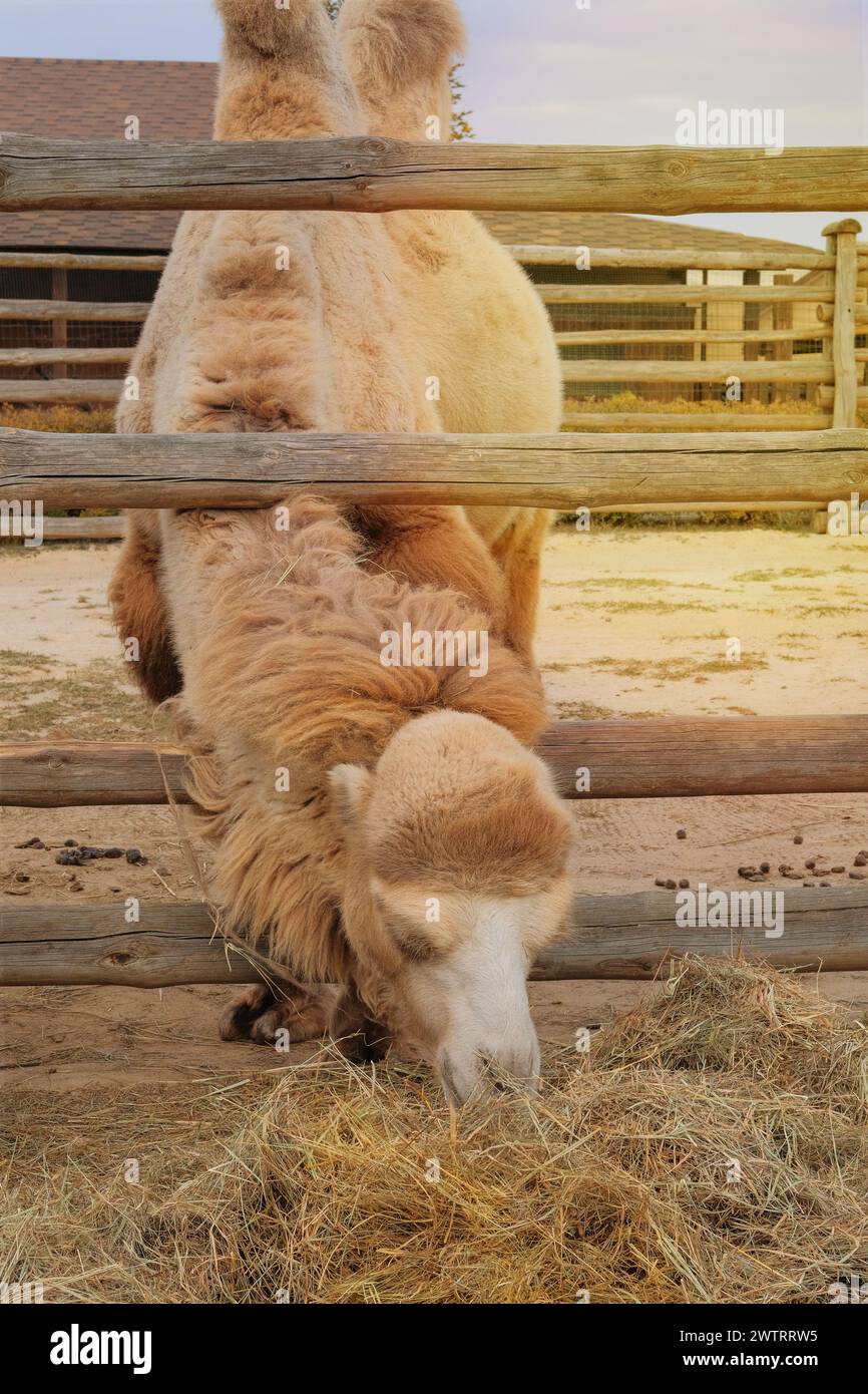 Camel eating hay at zoo. Keeping wild animals in zoological parks. Camels can survive for long periods without food or drink. Stock Photo