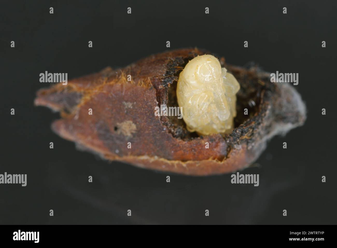 Pear weevil or pear blossom weevil (Anthonomus piri). A pest of pear trees that destroys buds. Pupa removed from the flower bud of pear tree. Stock Photo