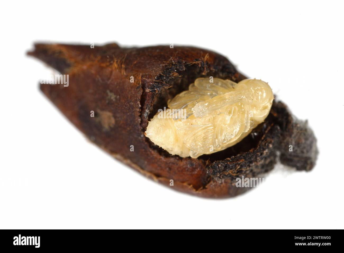 Pear weevil or pear blossom weevil (Anthonomus piri). A pest of pear trees that destroys buds. Pupa removed from the flower bud of pear tree. Stock Photo
