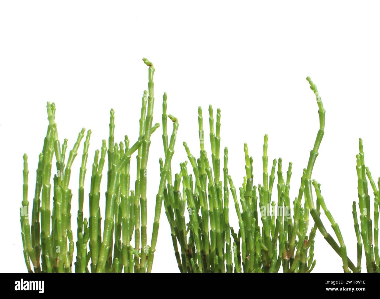 close-up, freshly green salicornia europaea salt plant isolated (queller, zeekraal, glasswort, pickleweed, picklegrass, marsh samphire, sea asparagus) Stock Photo