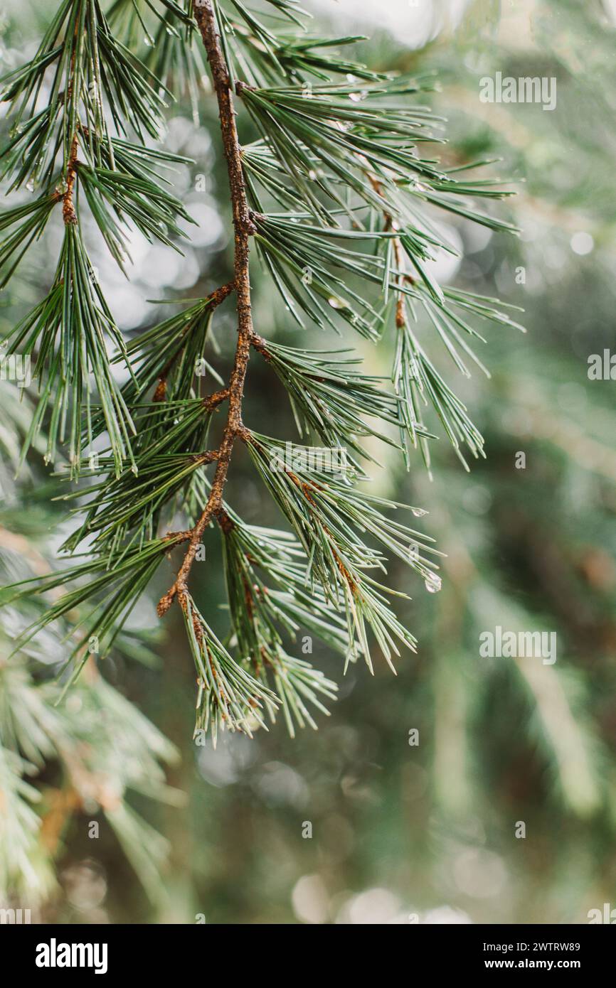 Raindrops on a fluffy fresh branches of larch. Close-up. Selective focus. Stock Photo