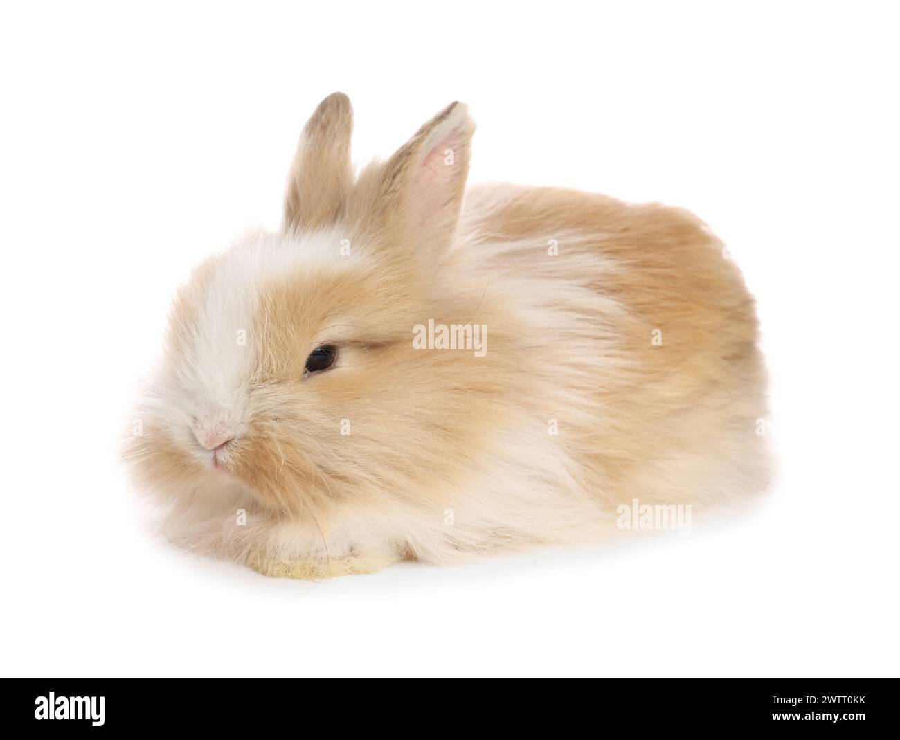 Cute fluffy pet rabbit isolated on white Stock Photo - Alamy