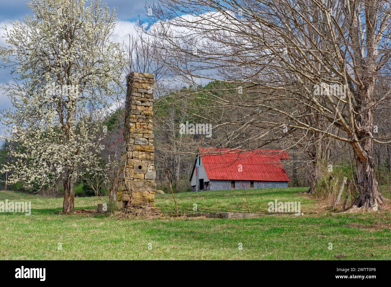 Old homestead with only a chimney standing and a partial foundation and a barn with a red roof surrounded by a white flowering and old growth trees wi Stock Photo