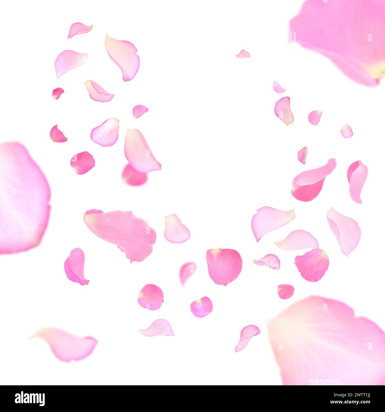 Pink rose petals flying on white background Stock Photo - Alamy