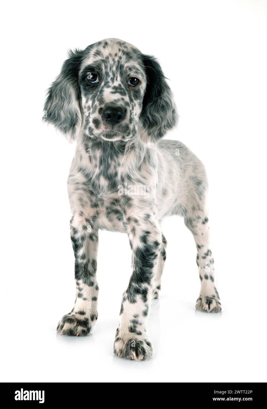 puppy english setter in front of white background Stock Photo
