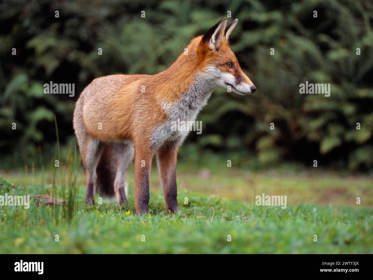 Red Fox (Vulpes vulpes) semi-habituated male dog fox in rural garden, Loch Lomond and the Trossachs National Park, Stirlingshire, Scotland, September Stock Photo