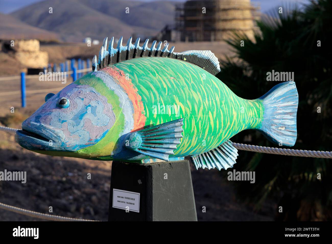 Sculpture of Ornate wrasse, Thalassoma Pavo, above the fishing harbour, El Cotillo, Fuerteventura, Canary Islands, Spain. Stock Photo