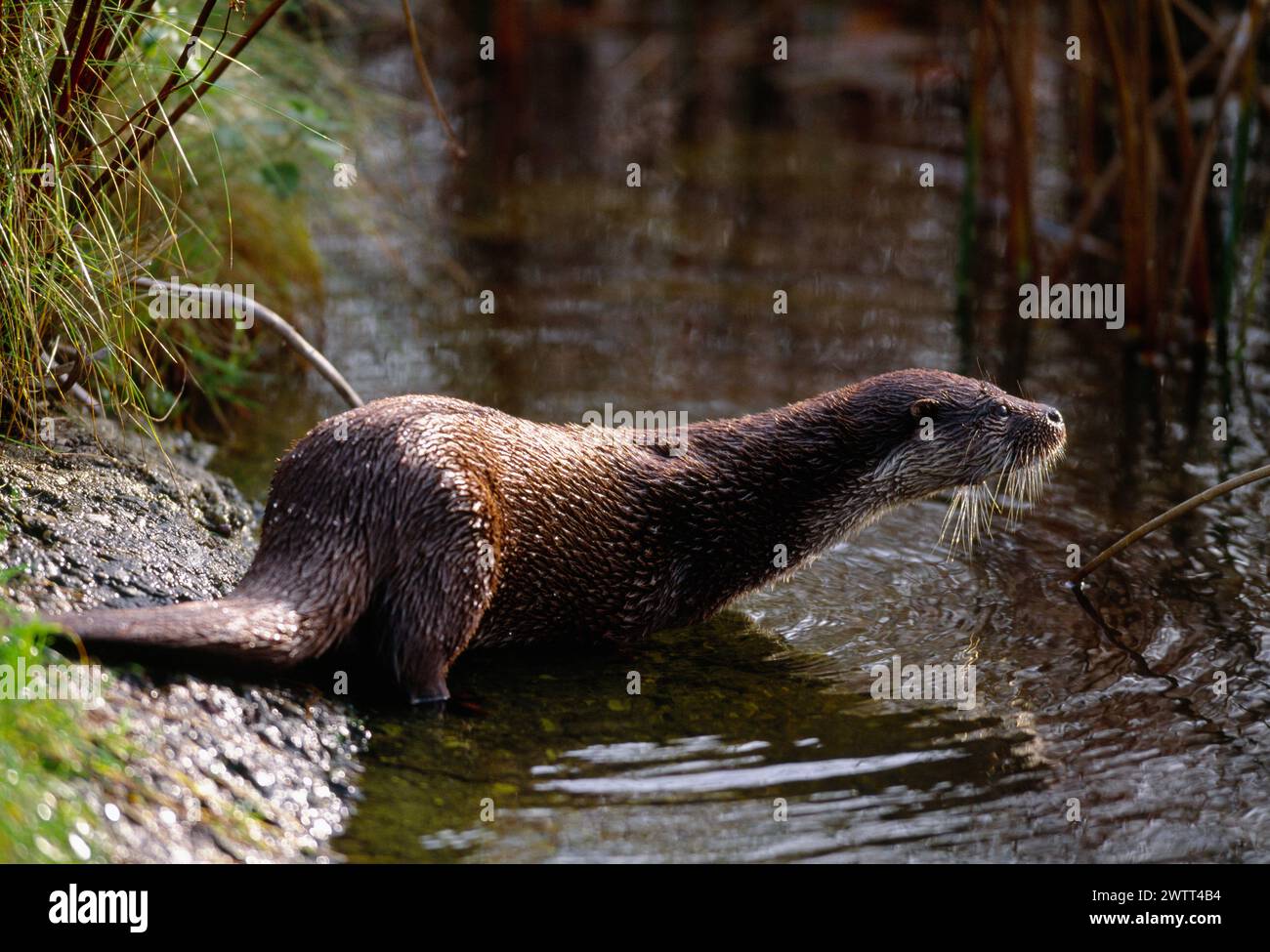 Otter (Lutra lutra) captive animal in the Highland Wildlife Park, Cairngorms National Park, Speyside, Scotland, October 1999 Stock Photo