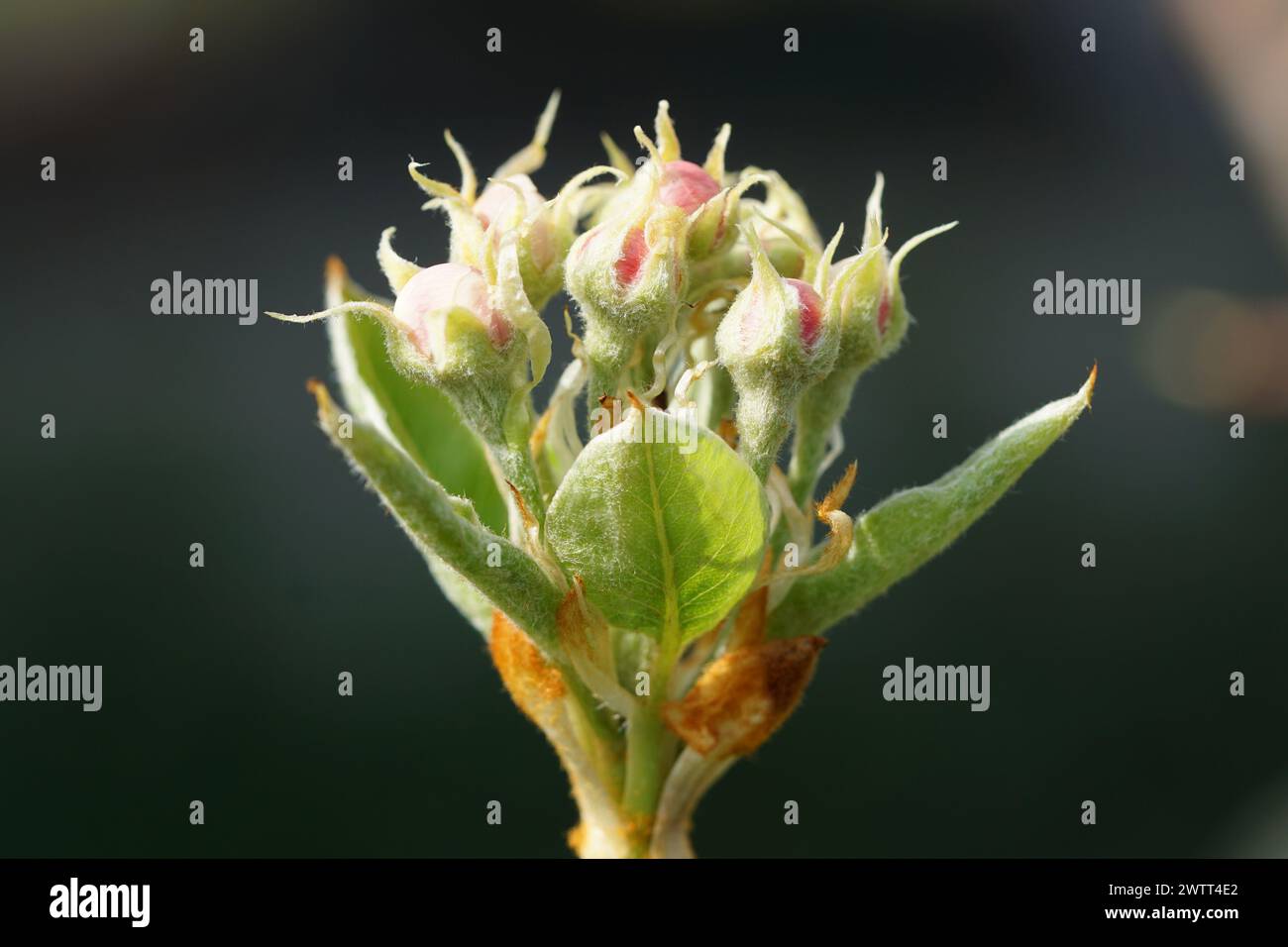 Fruit buds of the Pear variety Nordhäuser Winterforelle Stock Photo