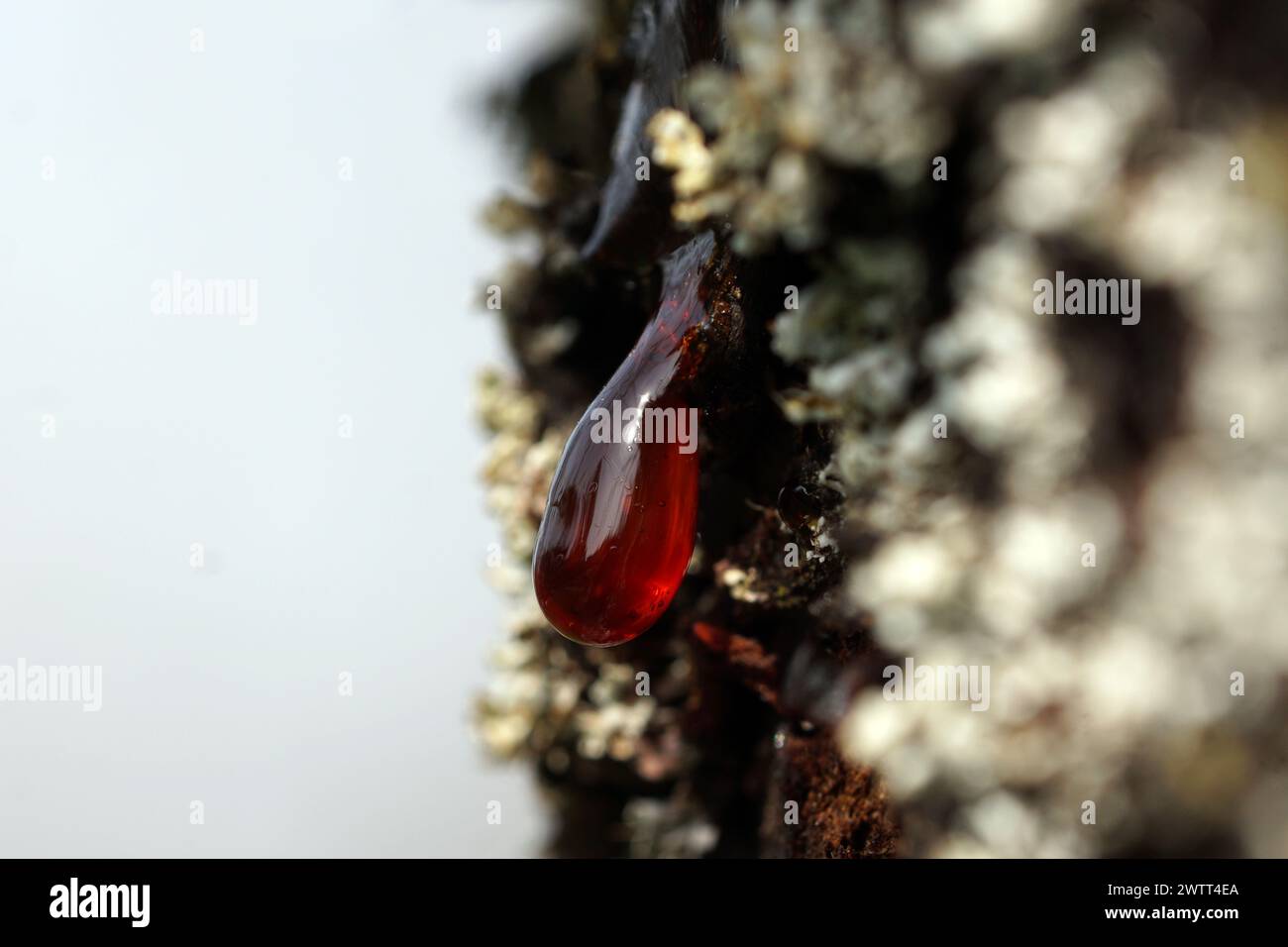 Drops of resin (gumflow, Gummosis) on the bark of a cherry tree Stock Photo