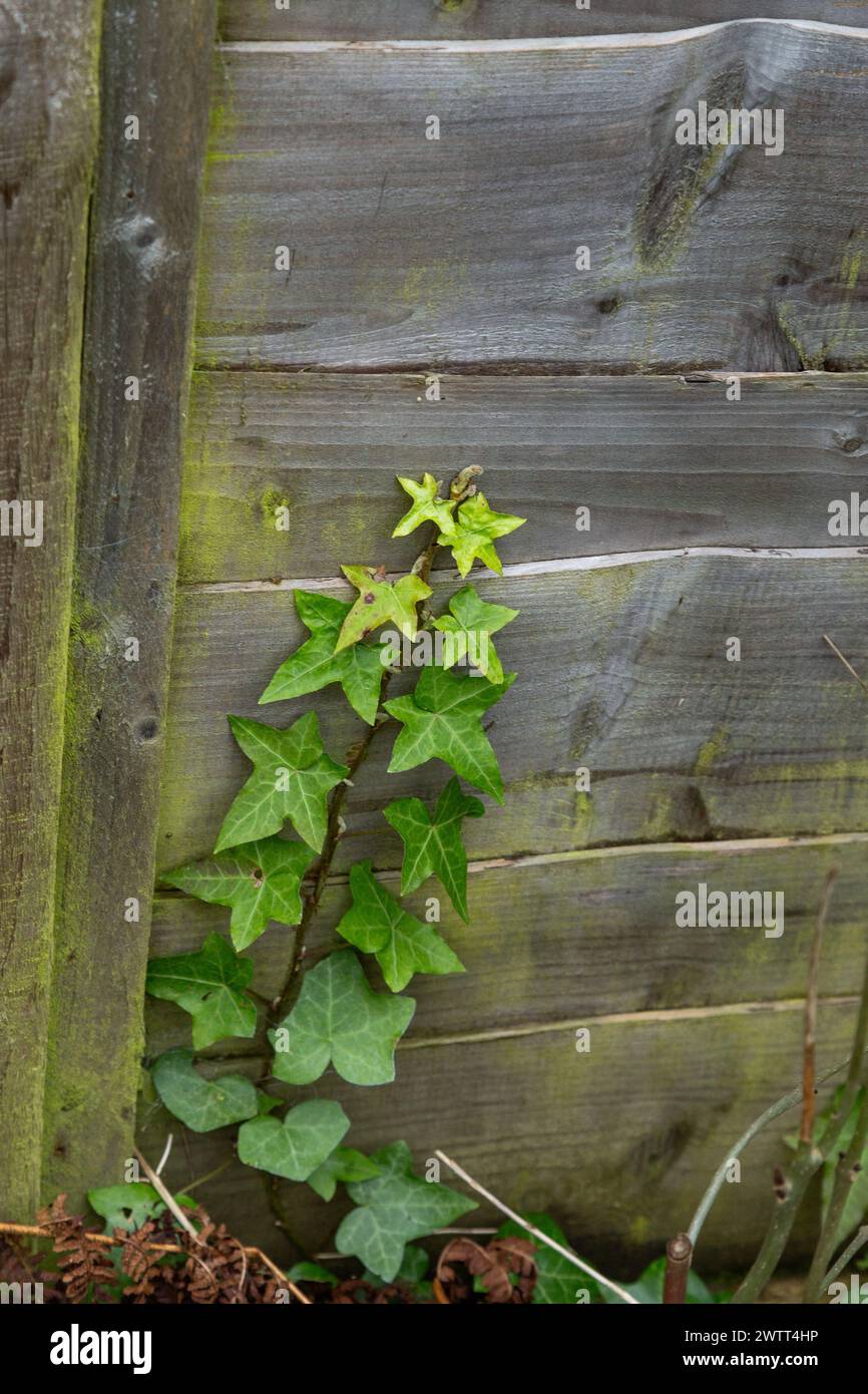 Ivy (Hedera) growing up a wooden fence. Stock Photo