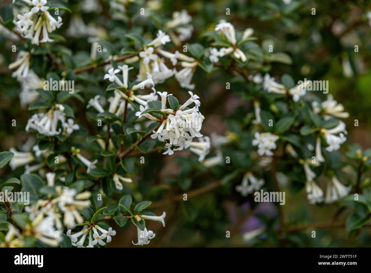 Osmanthus Delavayi (Delavay osmanthus) in full flower. This spring flowering shrub has delicate white flowers. Stock Photo
