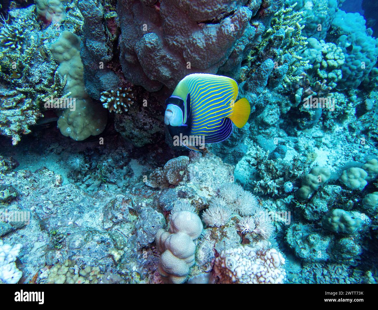 Emperor angelfish in the coral reef during a dive in Bali Stock Photo