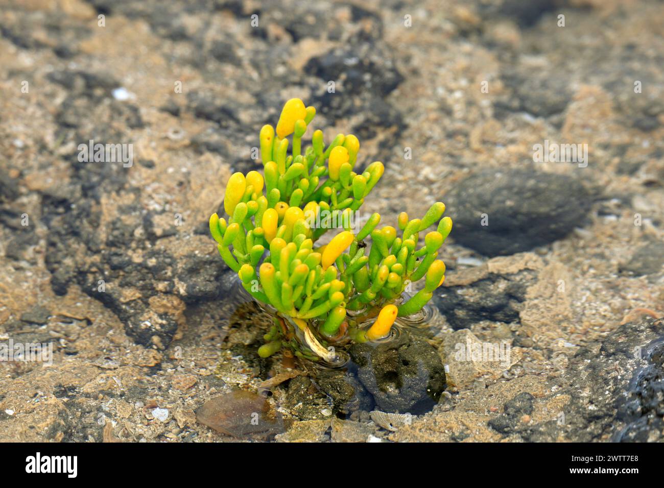 Samphire, Punta Tostón, Fuerteventura, Canary Islands. Stock Photo