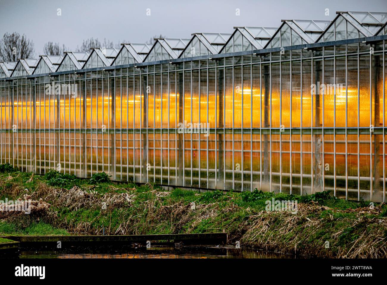 Warm glow from a greenhouse at dusk Stock Photo