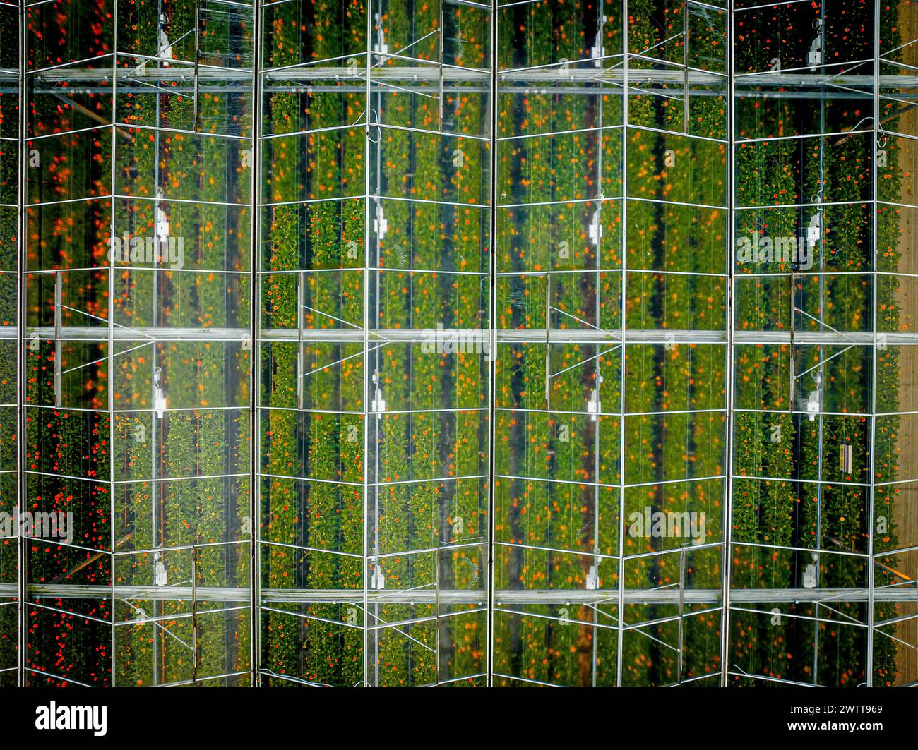 Reflective pattern of greenery in a mirrored building facade. Stock Photo