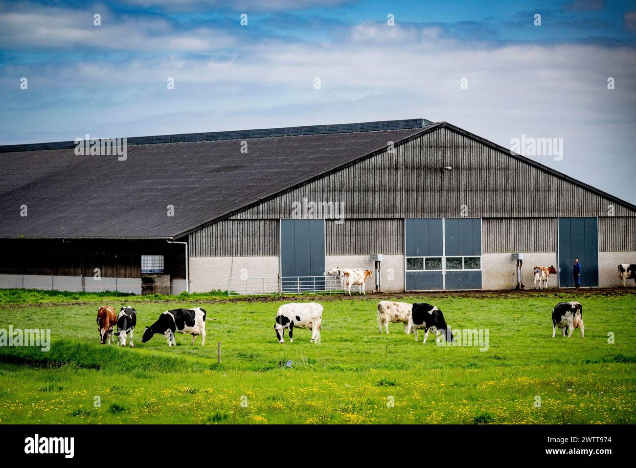 Cows grazing near a farm building under a cloudy sky. Stock Photo