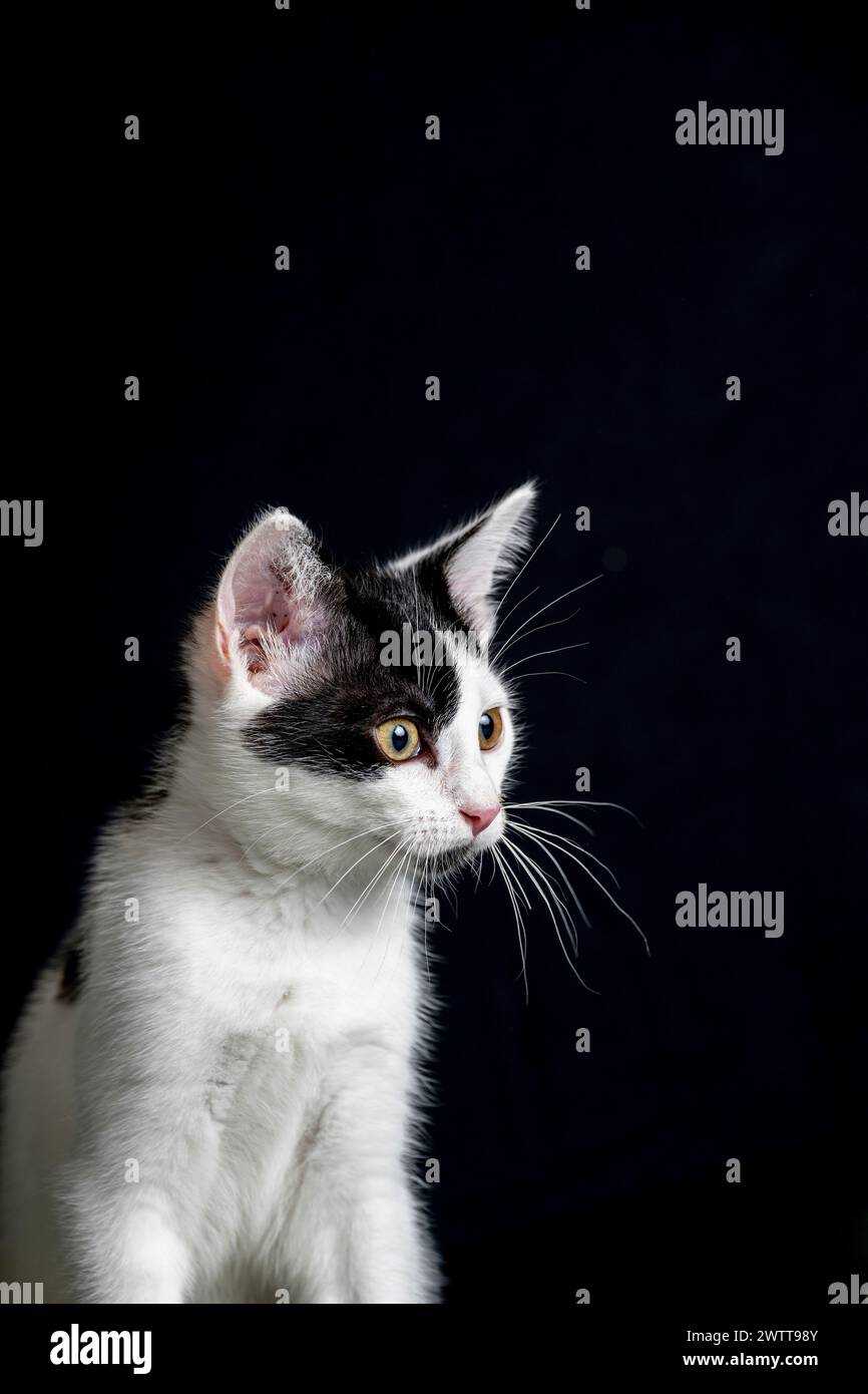 Cute black and white cat Stock Photo