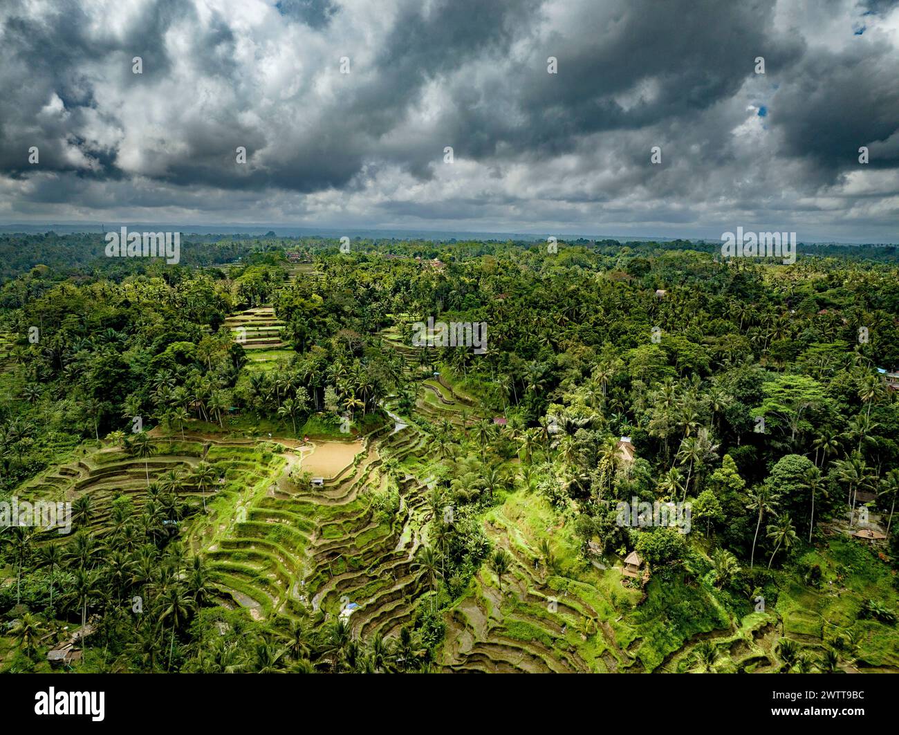 Aerial view of lush green rice terraces under a dramatic cloudy sky Stock Photo