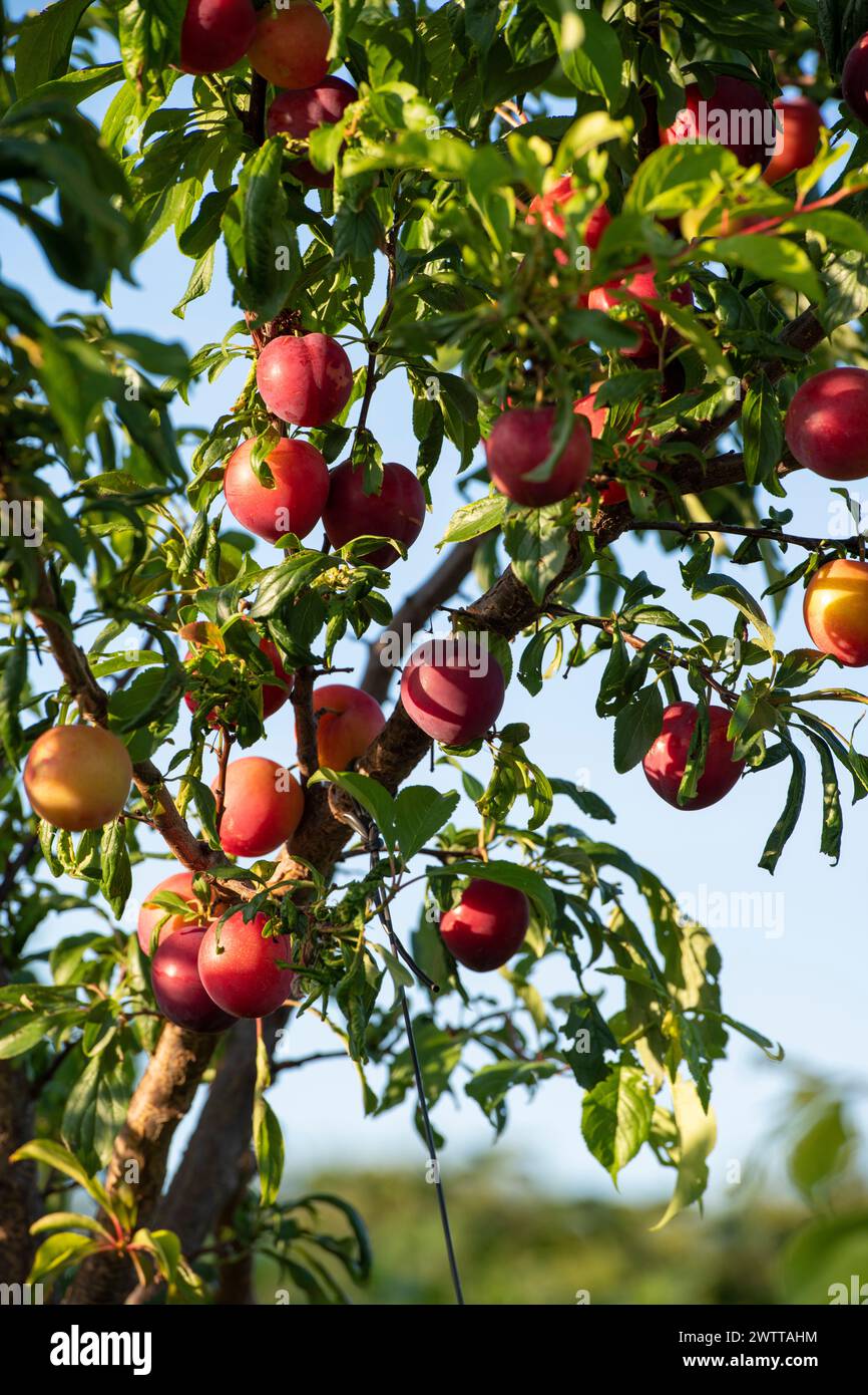 Ripe red apples hanging on a sunlit tree in an orchard Stock Photo