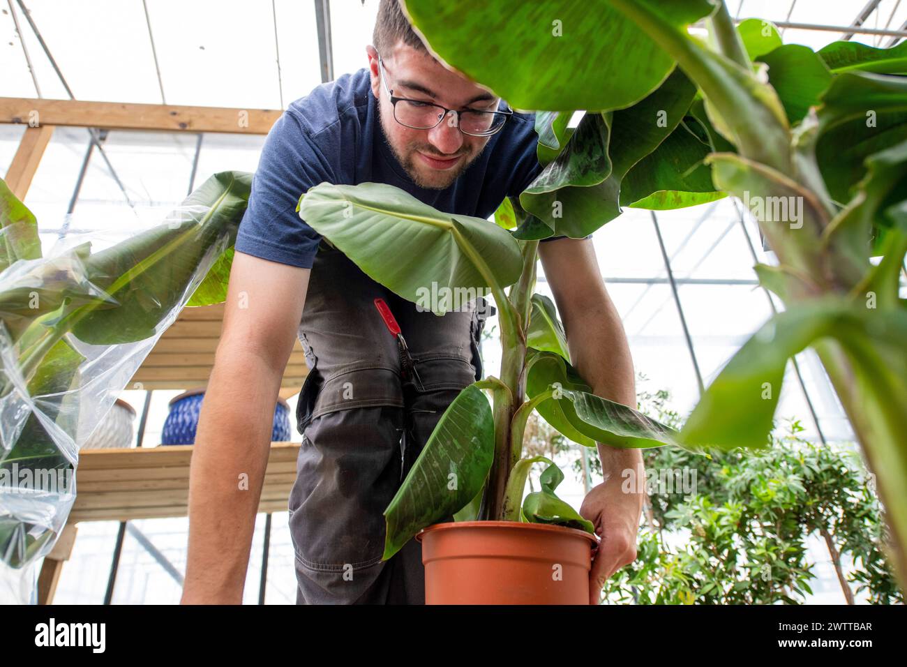 Man attentively caring for a large potted plant in a sunny greenhouse. Stock Photo