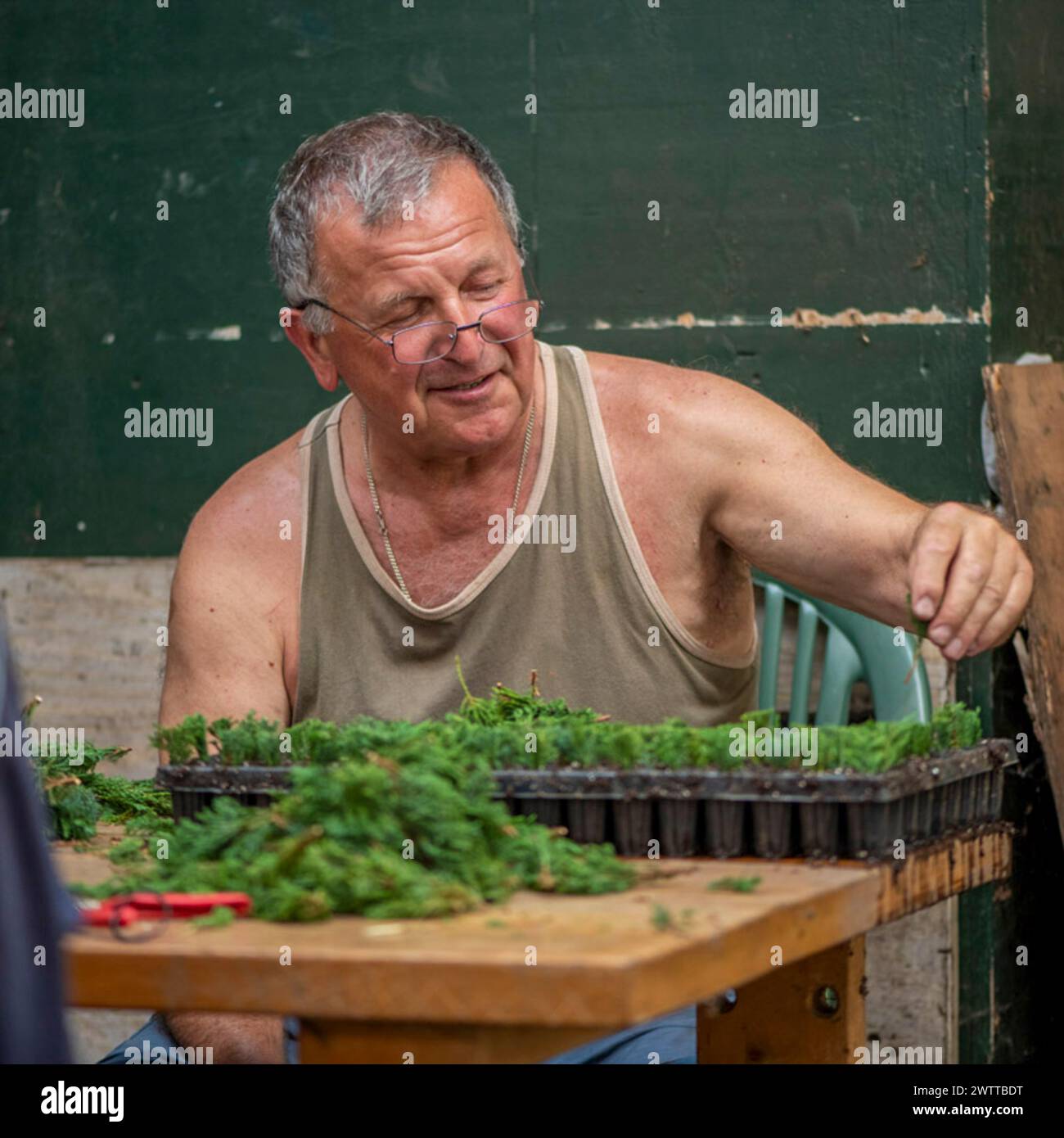 Elderly man enjoying gardening work, with a focus on small plants. Stock Photo