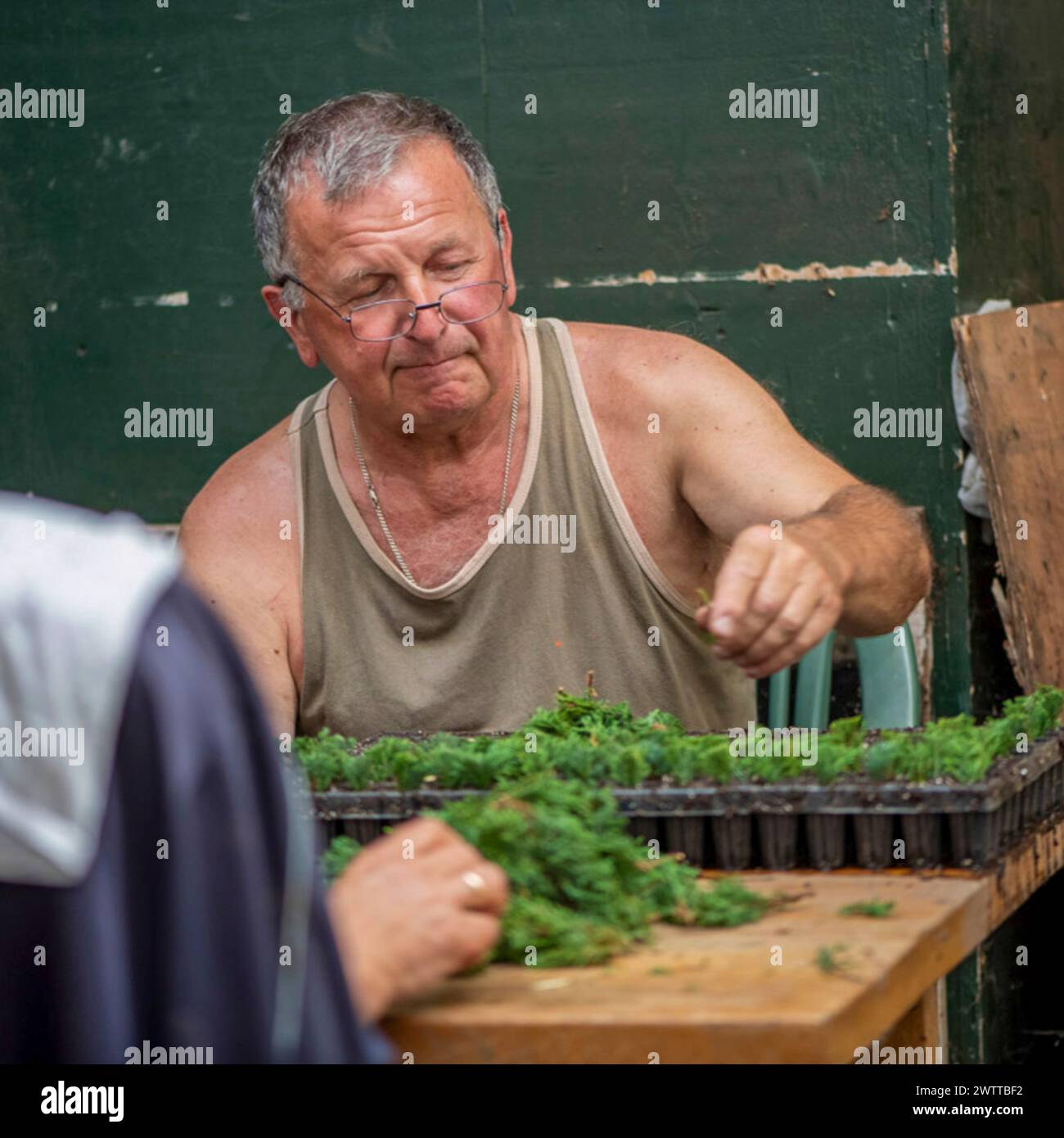 A man carefully tending to plants at a workbench. Stock Photo