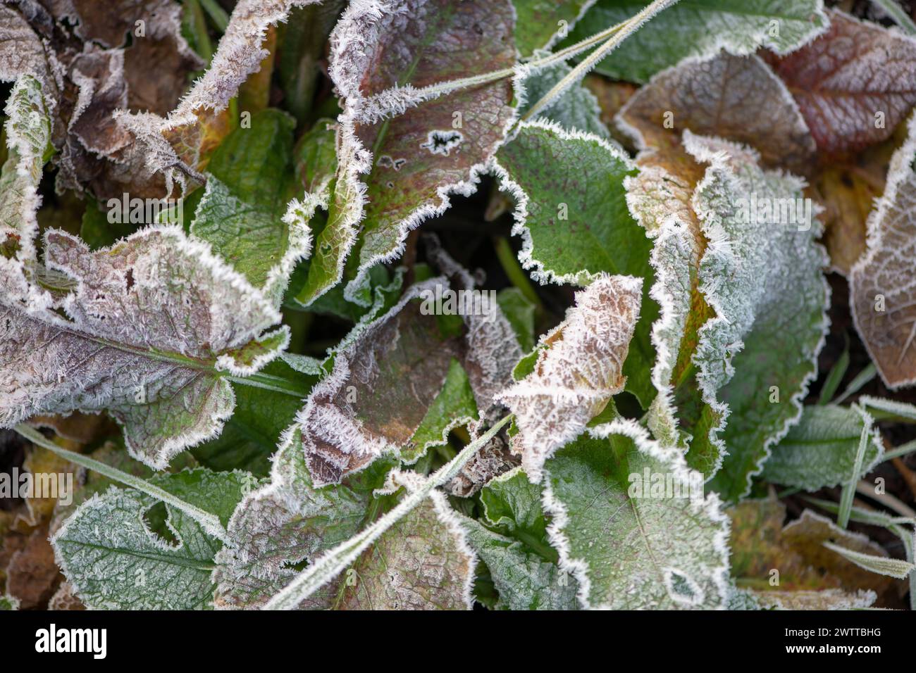 Crisp morning frost delicately outlines autumn leaves. Stock Photo