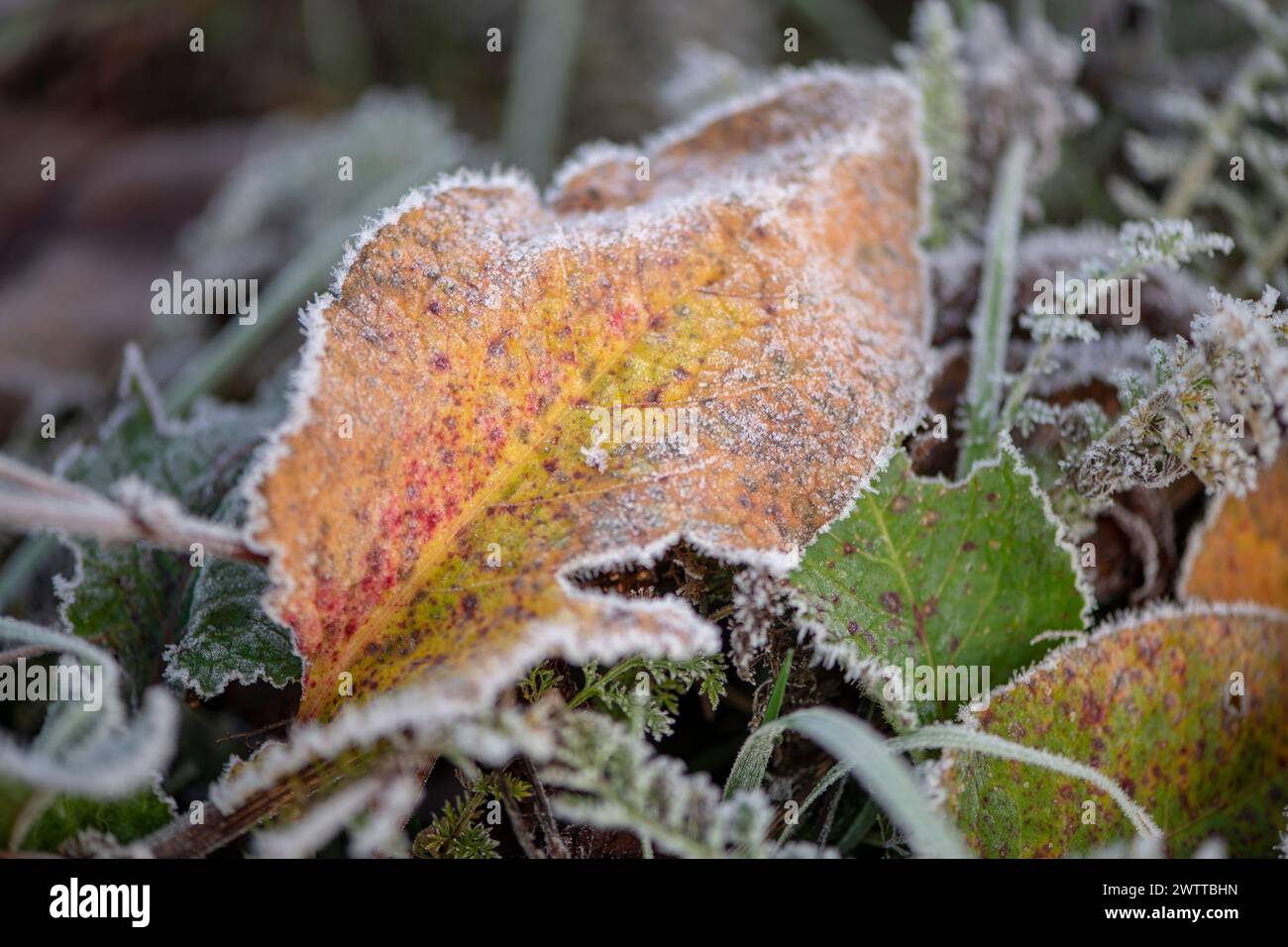 Morning frost clings to the edges of autumn leaves. Stock Photo