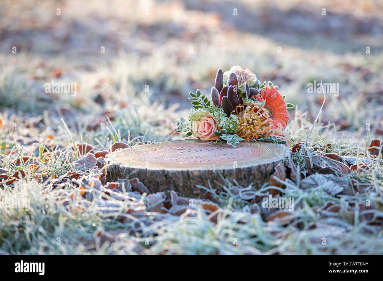 Frostkissed flowers and cookies on a tree stump in a winter morning. Stock Photo