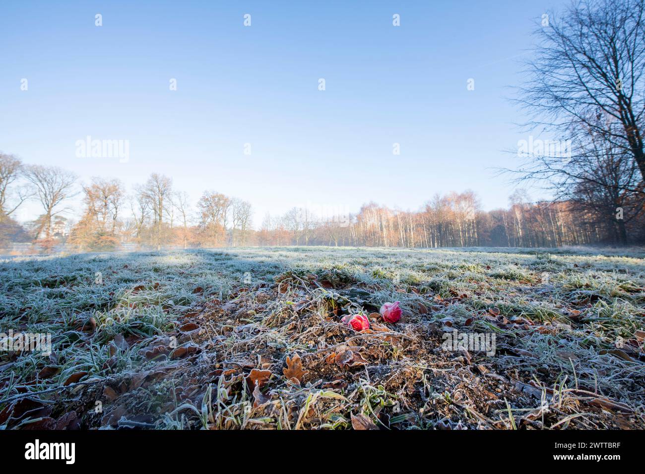 A serene frosty morning with apples lying on the ground Stock Photo