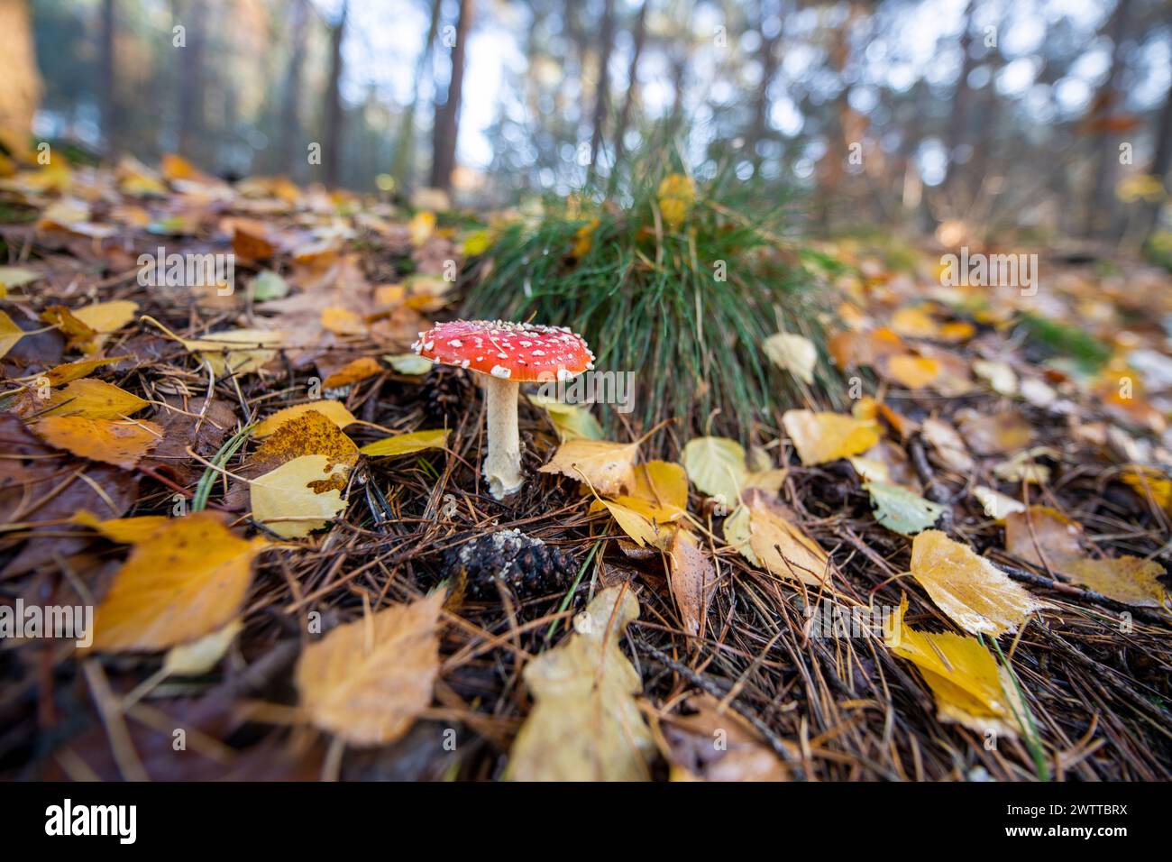A vibrant red mushroom stands out amid autumn leaves on the forest floor. Stock Photo