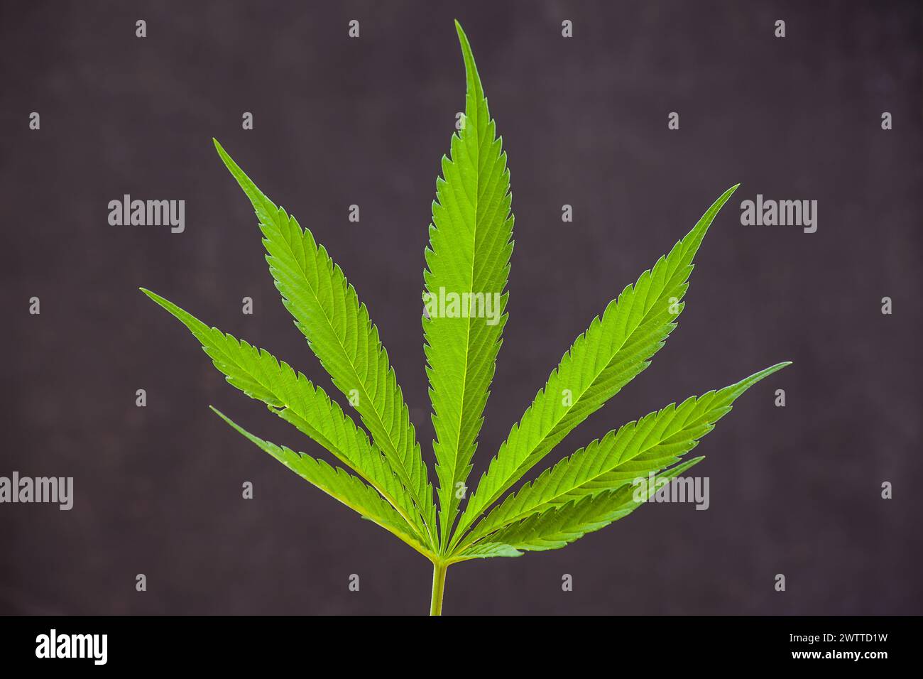 Cannabis sativa leaf on black 15911 Stock Photo