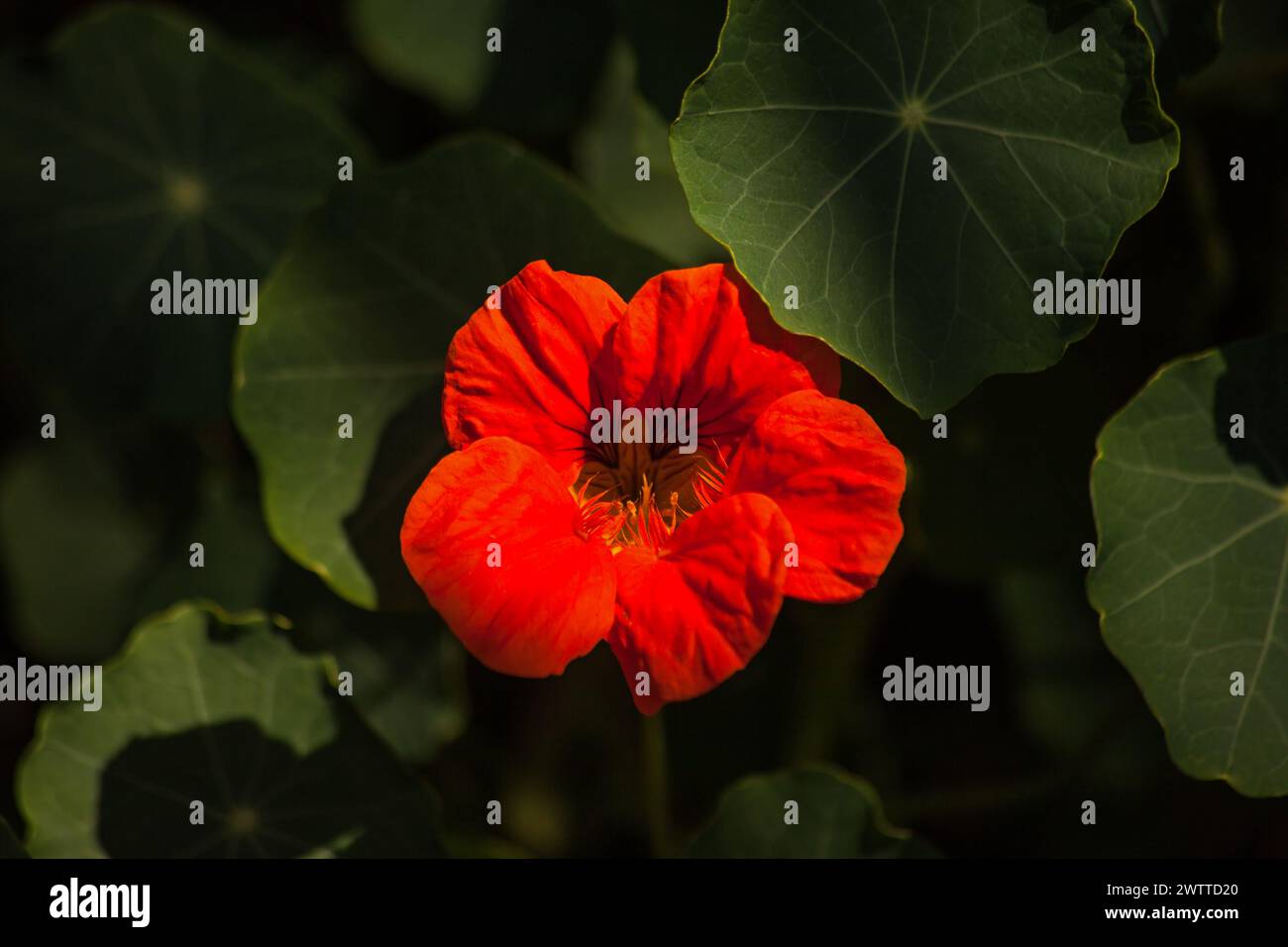 Garden Nasturtium Tropaeolum majus 15841 Stock Photo