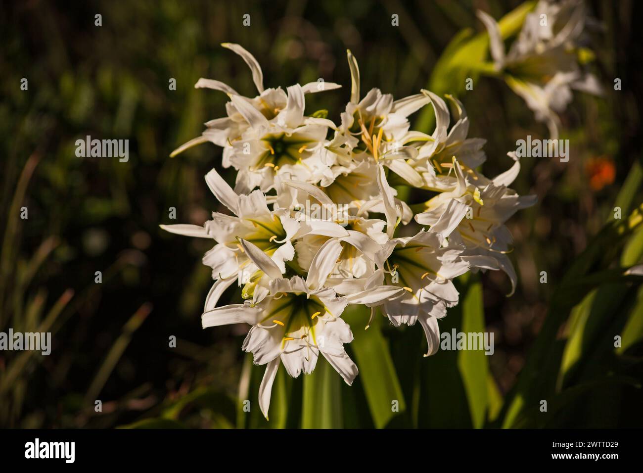 White Spider Lilly (Hymenocallis) 16089 Stock Photo