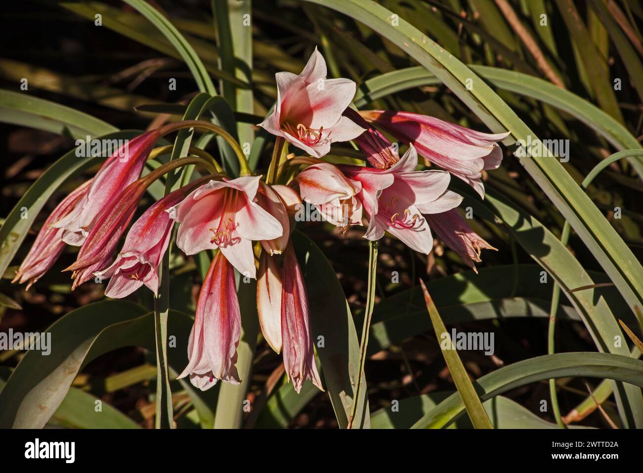 Orange River lily Crinum bulbispermum 16092 Stock Photo