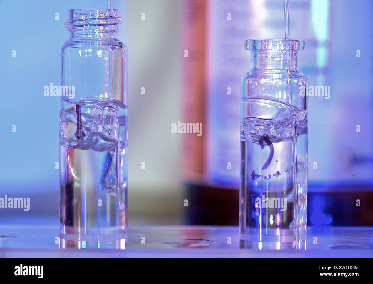 Two laboratory vials containing biological specimens in a blue-lit scientific setting Stock Photo