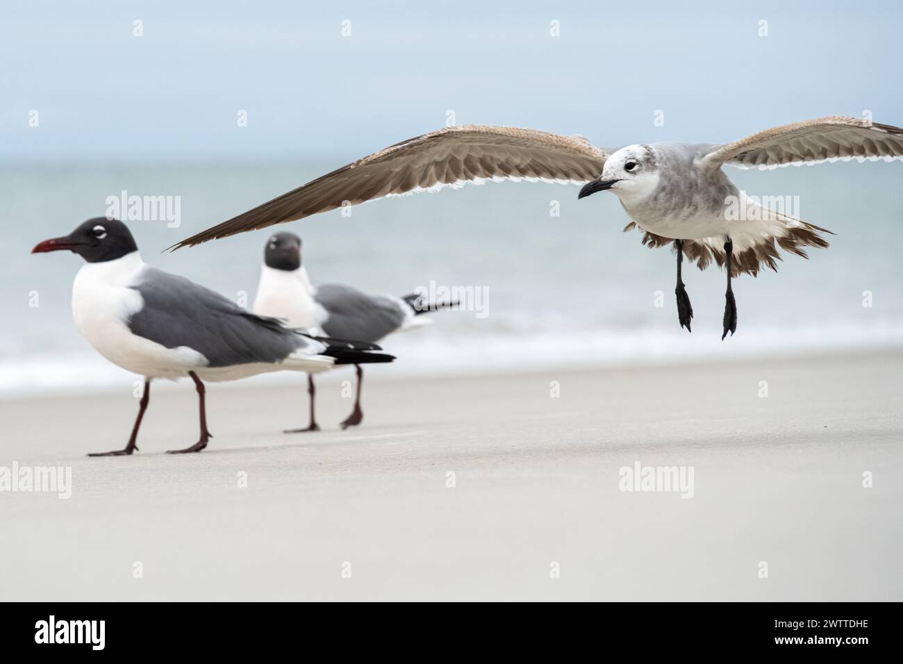 Laughing gulls (Leucophaeus atricilla) along the shoreline at Jacksonville Beach, Florida. (USA) Stock Photo