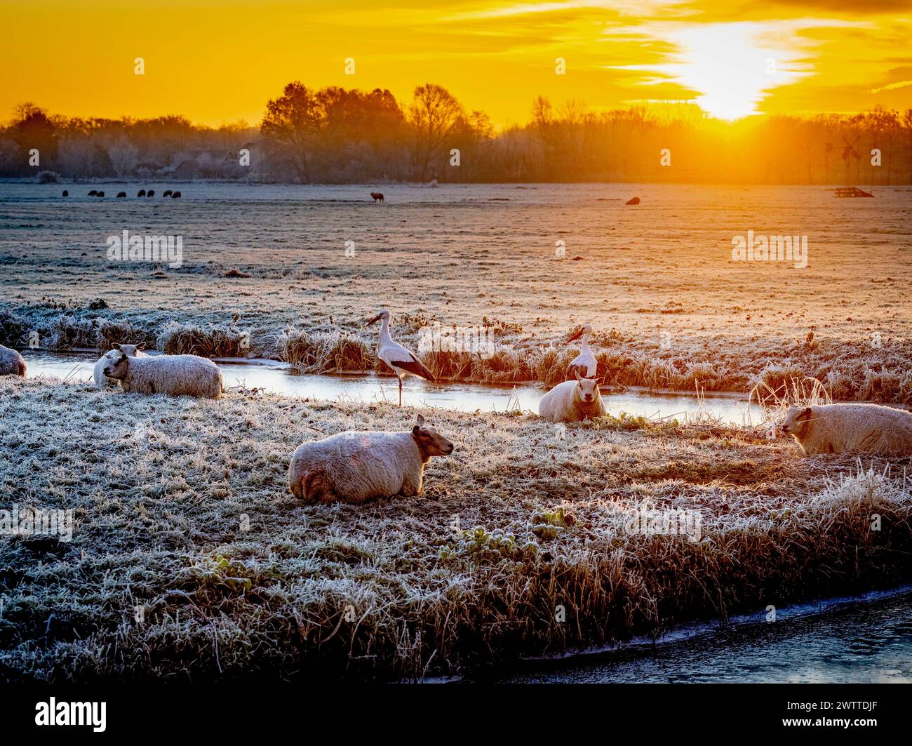Sheep grazing in a frosty field at sunrise Stock Photo