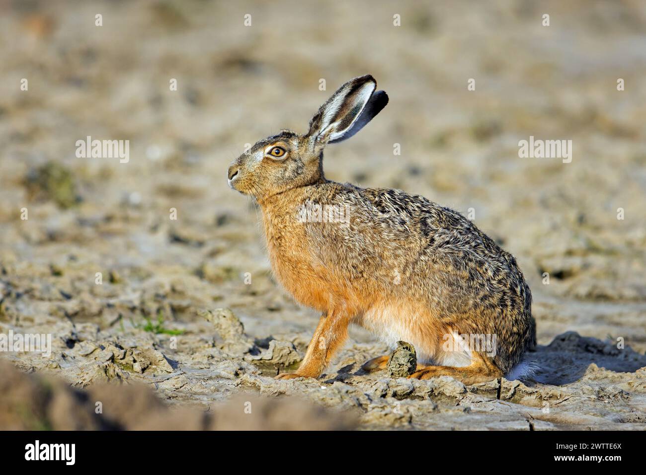 European brown hare (Lepus europaeus) sitting in field / farmland in spring Stock Photo