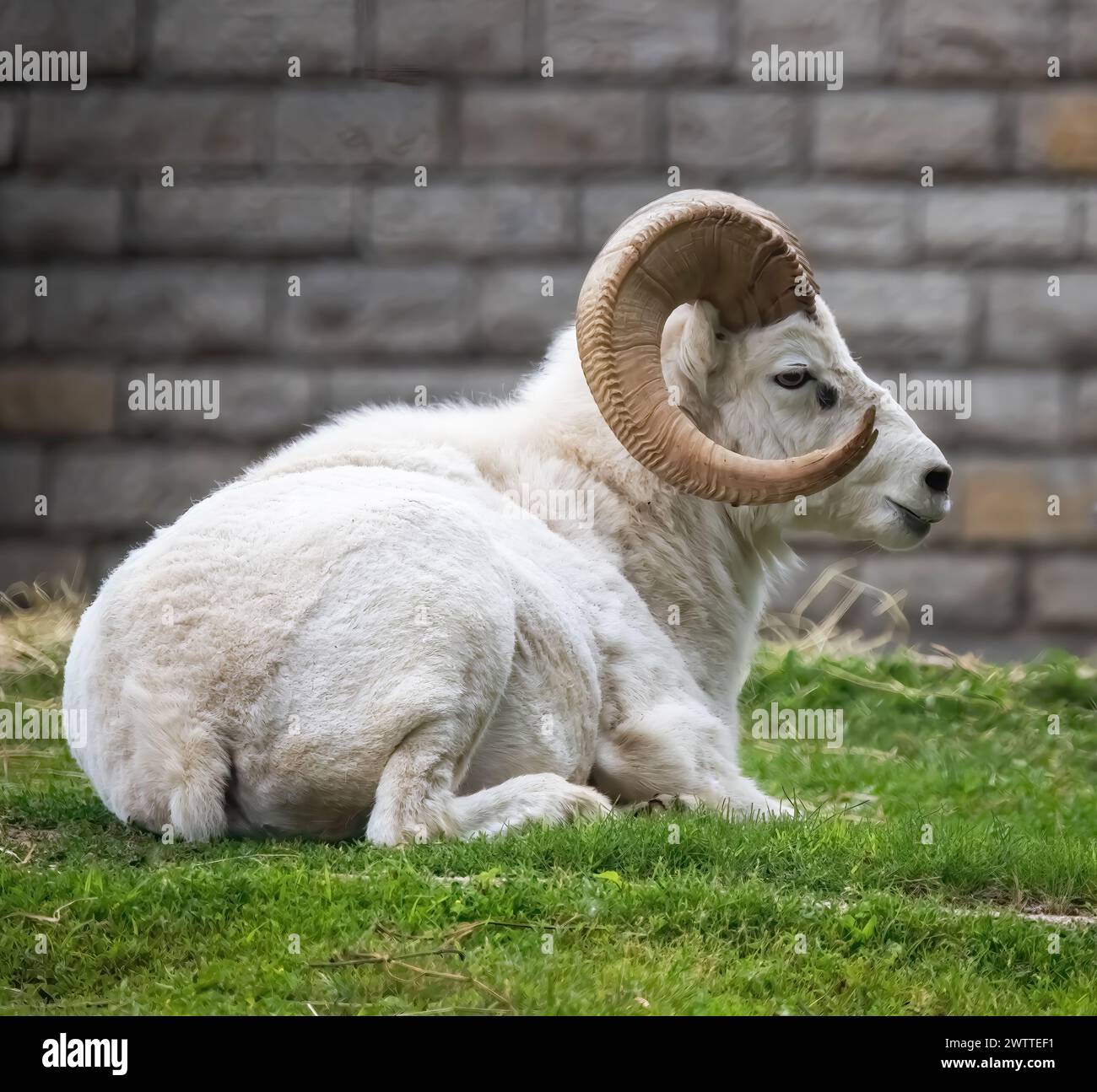 A resting dall's sheep on a summer day at Como Park Zoo and ...